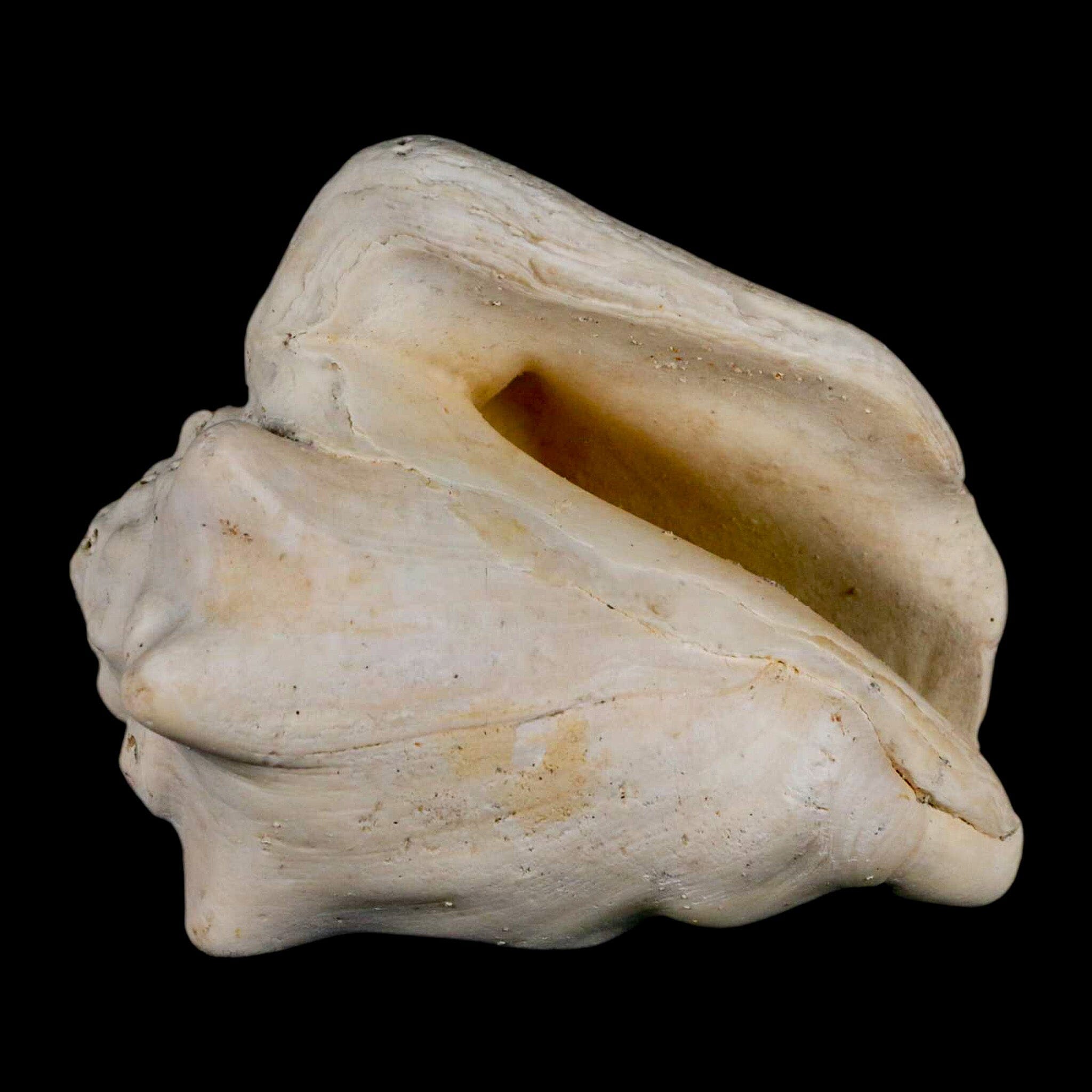 3.1" Strombus Bubonius Fossil Shell Gastropod Pliocene Age Almeria, Spain - Fossil Age Minerals