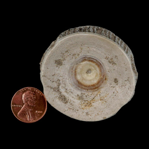 51MM Otodus Obliquus Shark Vertebrae Fossil Bone In Matrix Morocco COA - Fossil Age Minerals