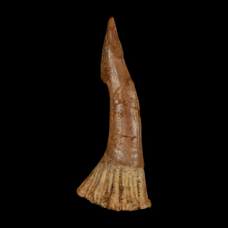 XL 3" Sawfish Fossil Tooth Barb Onchopristis Numidus Cretaceous Dinosaur Era COA