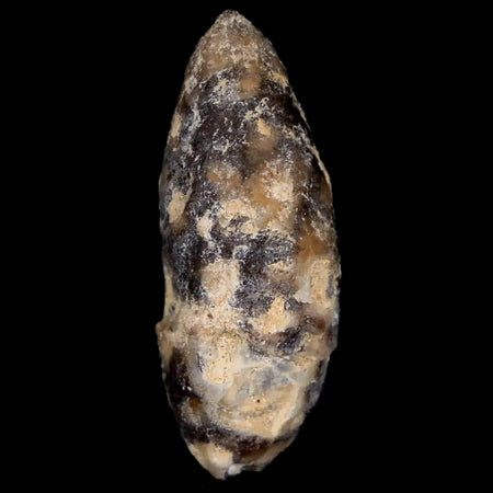 1.4" Fossil Pine Cone Equicalastrobus Replaced By Agate Eocene Age Seeds Fruit