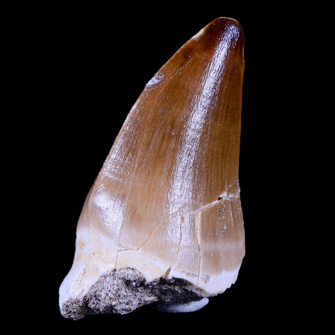 1.9" Mosasaur Prognathodon Fossil Tooth Cretaceous Dinosaur Era COA & Stand - Fossil Age Minerals