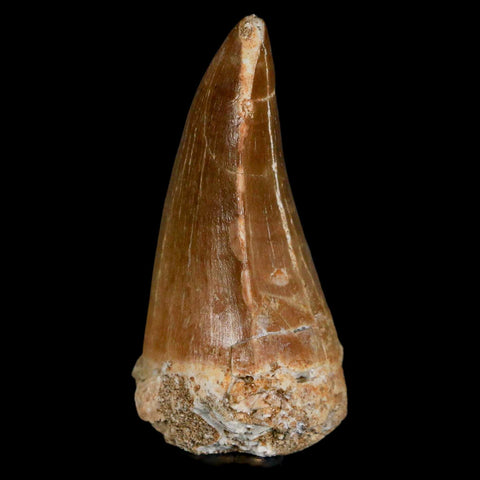 XL 2.4" Mosasaur Prognathodon Fossil Tooth Cretaceous Dinosaur Era COA & Stand - Fossil Age Minerals