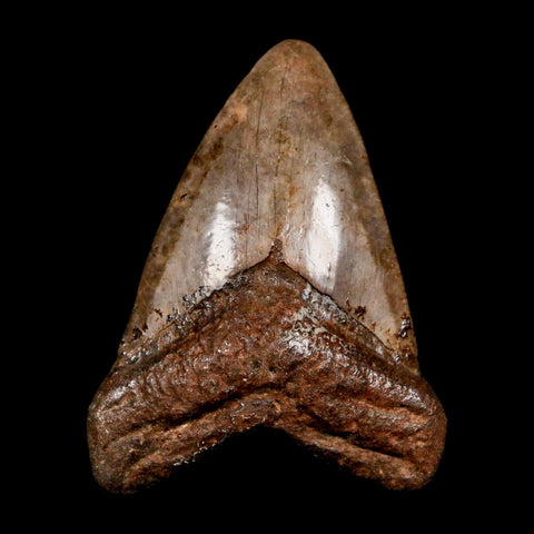 2.4" Quality Megalodon Shark Tooth Serrated Fossil Natural Miocene Age COA