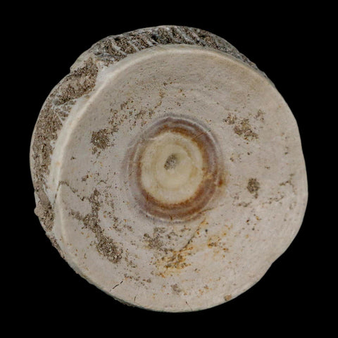 51MM Otodus Obliquus Shark Vertebrae Fossil Bone In Matrix Morocco COA - Fossil Age Minerals