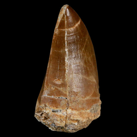 XL 2.4" Mosasaur Prognathodon Fossil Tooth Cretaceous Dinosaur Era COA & Stand - Fossil Age Minerals