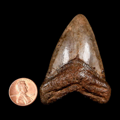 2.4" Quality Megalodon Shark Tooth Serrated Fossil Natural Miocene Age COA
