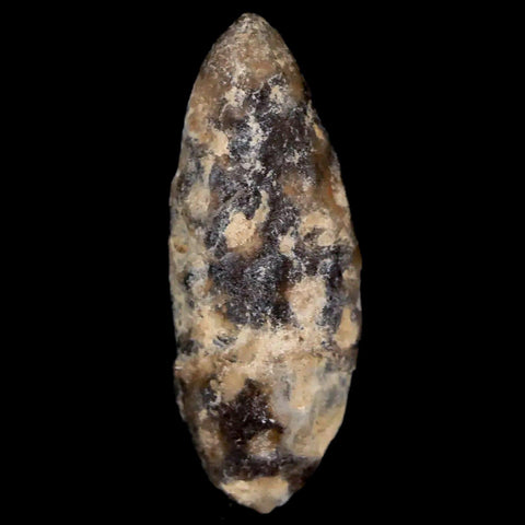 1.4" Fossil Pine Cone Equicalastrobus Replaced By Agate Eocene Age Seeds Fruit - Fossil Age Minerals