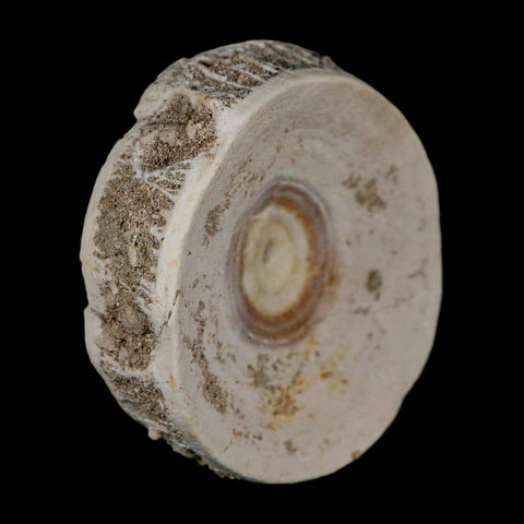 51MM Otodus Obliquus Shark Vertebrae Fossil Bone In Matrix Morocco COA - Fossil Age Minerals