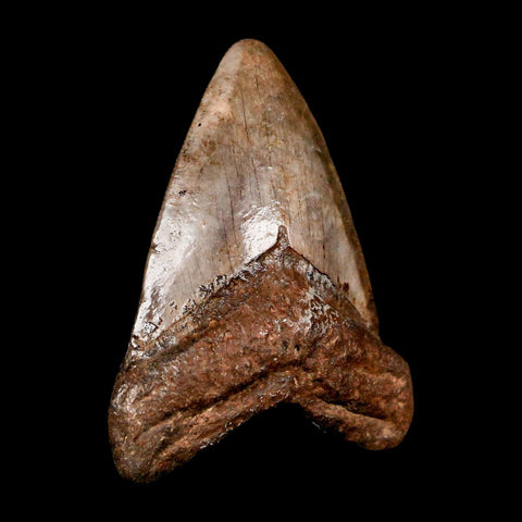 2.4" Quality Megalodon Shark Tooth Serrated Fossil Natural Miocene Age COA