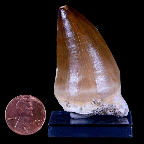1.9" Mosasaur Prognathodon Fossil Tooth Cretaceous Dinosaur Era COA & Stand - Fossil Age Minerals