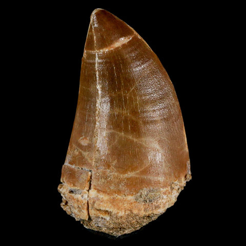 XL 2.4" Mosasaur Prognathodon Fossil Tooth Cretaceous Dinosaur Era COA & Stand - Fossil Age Minerals