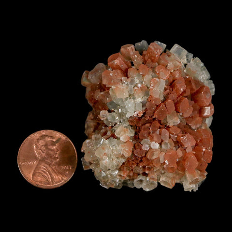 1.8" Aragonite Mineral Two Tone Crystal Cluster Specimen Tazouta Morocco - Fossil Age Minerals