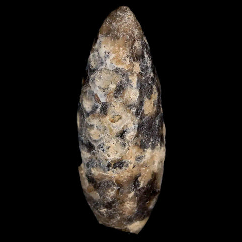 1.4" Fossil Pine Cone Equicalastrobus Replaced By Agate Eocene Age Seeds Fruit - Fossil Age Minerals