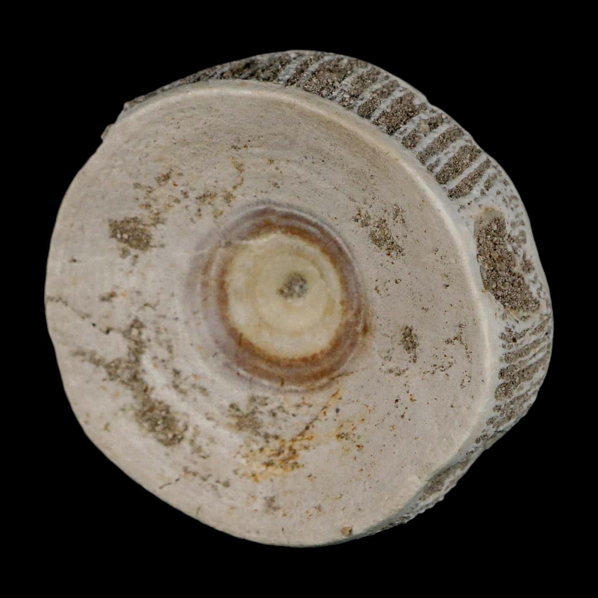 51MM Otodus Obliquus Shark Vertebrae Fossil Bone In Matrix Morocco COA - Fossil Age Minerals