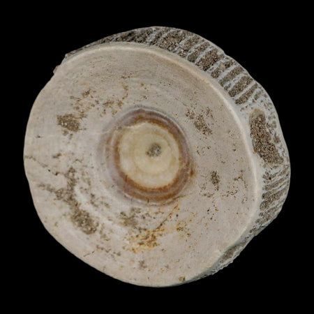 51MM Otodus Obliquus Shark Vertebrae Fossil Bone In Matrix Morocco COA