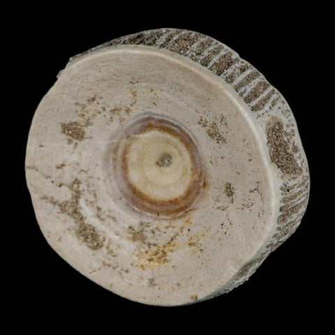 51MM Otodus Obliquus Shark Vertebrae Fossil Bone In Matrix Morocco COA - Fossil Age Minerals