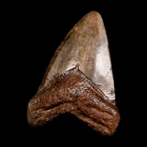 2.4" Quality Megalodon Shark Tooth Serrated Fossil Natural Miocene Age COA