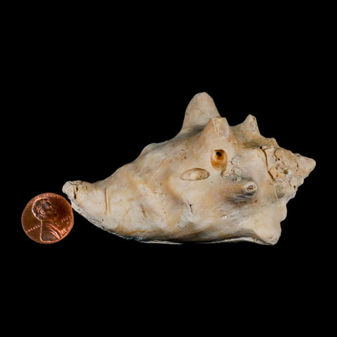 3.5" Strombus Bubonius Fossil Shell Gastropod Pliocene Age Almeria, Spain - Fossil Age Minerals