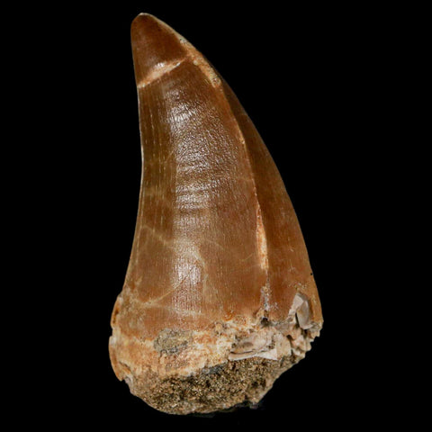 XL 2.4" Mosasaur Prognathodon Fossil Tooth Cretaceous Dinosaur Era COA & Stand - Fossil Age Minerals
