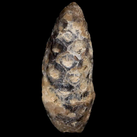 1.4" Fossil Pine Cone Equicalastrobus Replaced By Agate Eocene Age Seeds Fruit - Fossil Age Minerals