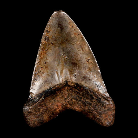 2.4" Quality Megalodon Shark Tooth Serrated Fossil Natural Miocene Age COA