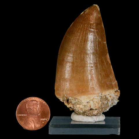 XL 2.4" Mosasaur Prognathodon Fossil Tooth Cretaceous Dinosaur Era COA & Stand - Fossil Age Minerals