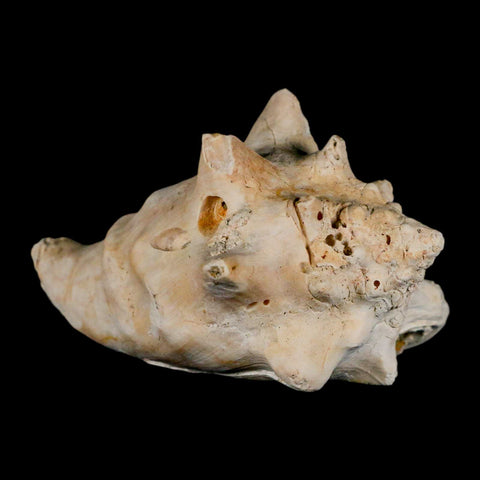 3.5" Strombus Bubonius Fossil Shell Gastropod Pliocene Age Almeria, Spain - Fossil Age Minerals
