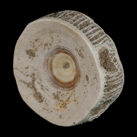 51MM Otodus Obliquus Shark Vertebrae Fossil Bone In Matrix Morocco COA - Fossil Age Minerals