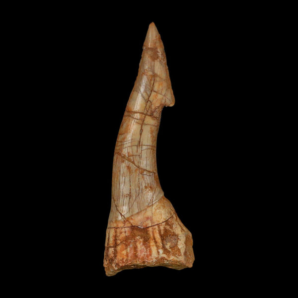 XL 3