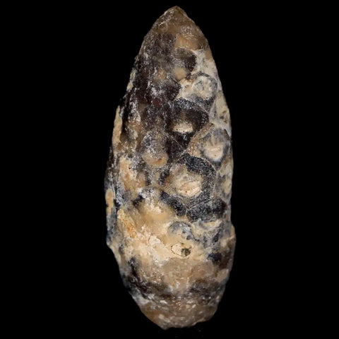 1.4" Fossil Pine Cone Equicalastrobus Replaced By Agate Eocene Age Seeds Fruit - Fossil Age Minerals