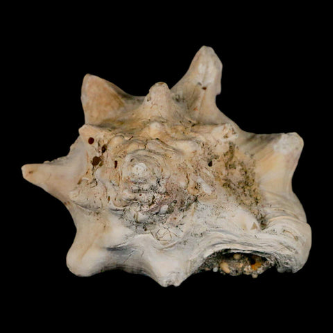 3.5" Strombus Bubonius Fossil Shell Gastropod Pliocene Age Almeria, Spain - Fossil Age Minerals