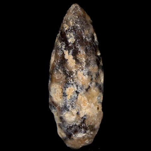 1.4" Fossil Pine Cone Equicalastrobus Replaced By Agate Eocene Age Seeds Fruit - Fossil Age Minerals