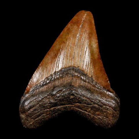 2.5" Quality Megalodon Shark Tooth Serrated Fossil Natural Miocene Age COA