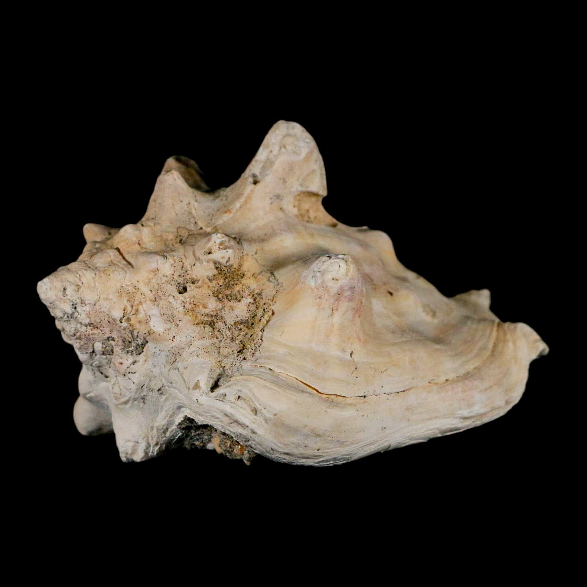 3.5" Strombus Bubonius Fossil Shell Gastropod Pliocene Age Almeria, Spain - Fossil Age Minerals