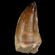 XL 2.3" Mosasaur Prognathodon Fossil Tooth Cretaceous Dinosaur Era COA & Stand