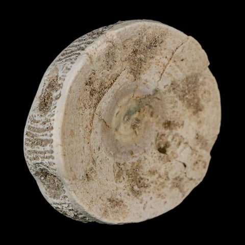 51MM Otodus Obliquus Shark Vertebrae Fossil Bone In Matrix Morocco COA - Fossil Age Minerals