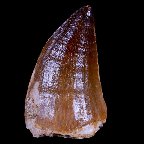 1.9" Mosasaur Prognathodon Fossil Tooth Cretaceous Dinosaur Era COA & Stand - Fossil Age Minerals