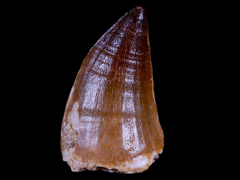 1.9" Mosasaur Prognathodon Fossil Tooth Cretaceous Dinosaur Era COA & Stand - Fossil Age Minerals