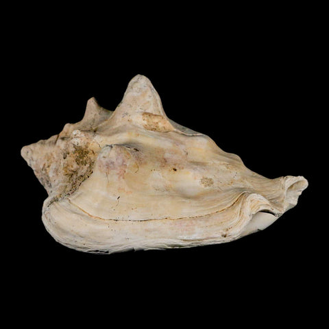3.5" Strombus Bubonius Fossil Shell Gastropod Pliocene Age Almeria, Spain - Fossil Age Minerals