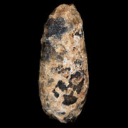 1.5" Fossil Pine Cone Equicalastrobus Replaced By Agate Eocene Age Seeds Fruit