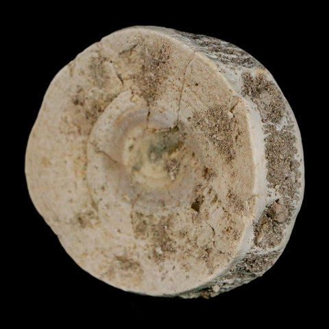 51MM Otodus Obliquus Shark Vertebrae Fossil Bone In Matrix Morocco COA - Fossil Age Minerals