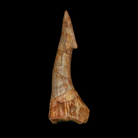 XL 3" Sawfish Fossil Tooth Barb Onchopristis Numidus Cretaceous Dinosaur Era COA