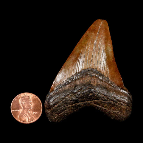 2.5" Quality Megalodon Shark Tooth Serrated Fossil Natural Miocene Age COA
