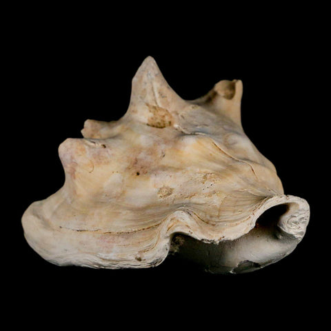 3.5" Strombus Bubonius Fossil Shell Gastropod Pliocene Age Almeria, Spain - Fossil Age Minerals