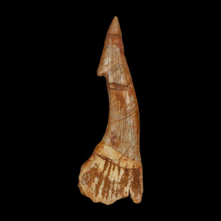 XL 3" Sawfish Fossil Tooth Barb Onchopristis Numidus Cretaceous Dinosaur Era COA