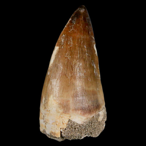 XL 2.3" Mosasaur Prognathodon Fossil Tooth Cretaceous Dinosaur Era COA & Stand - Fossil Age Minerals