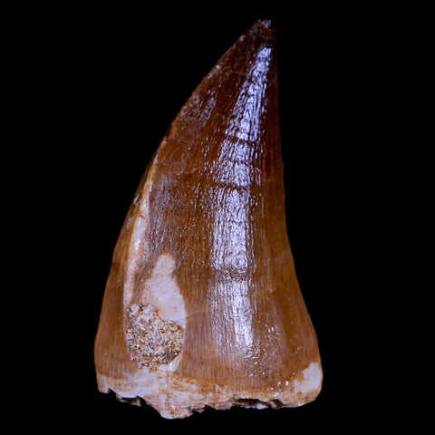 1.9" Mosasaur Prognathodon Fossil Tooth Cretaceous Dinosaur Era COA & Stand - Fossil Age Minerals