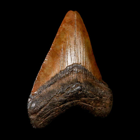 2.5" Quality Megalodon Shark Tooth Serrated Fossil Natural Miocene Age COA