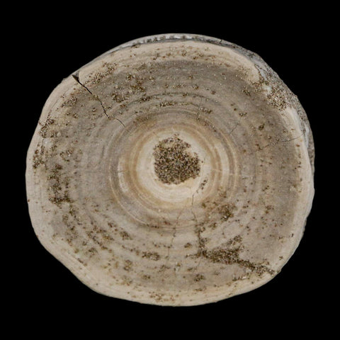 53MM Otodus Obliquus Shark Vertebrae Fossil Bone In Matrix Morocco COA - Fossil Age Minerals