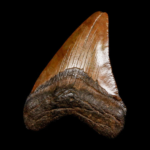 2.5" Quality Megalodon Shark Tooth Serrated Fossil Natural Miocene Age COA